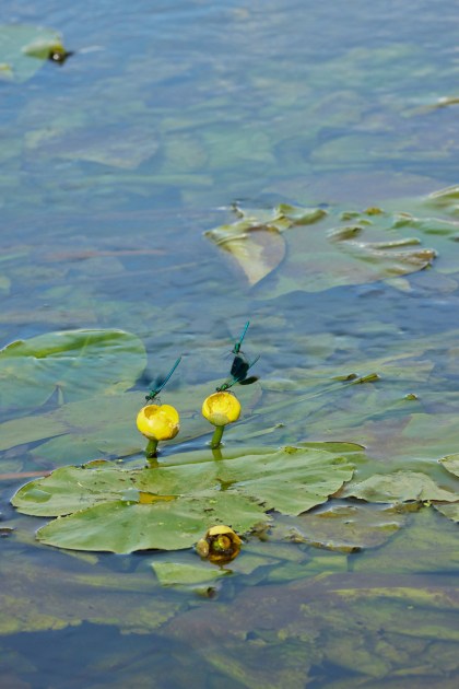 Two damselflies on yellow flowers over the water.