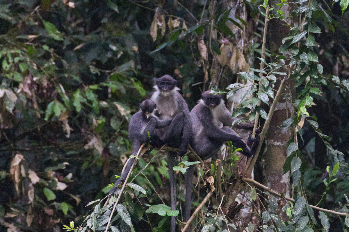 A group of langurs sitting in the treetops.