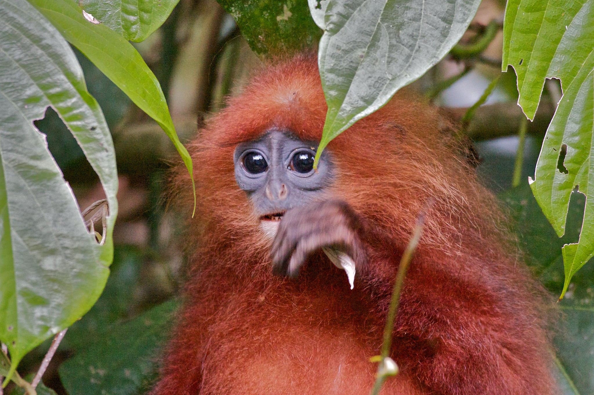 Close up of a red colored monkey holding food to it's mouth.