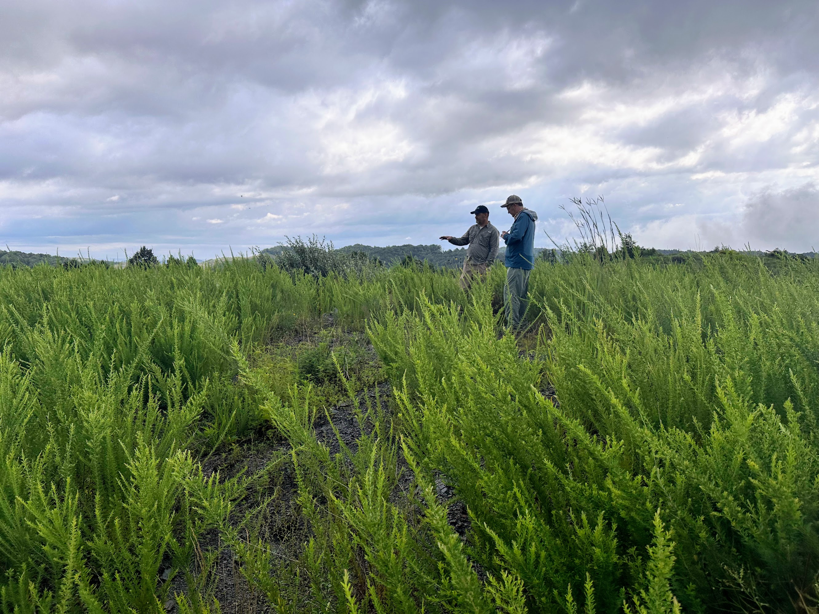 Two men beneath a cloudy sky studying lands under restoration. 