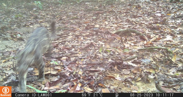 A small spotted cat walks towards the camera. 