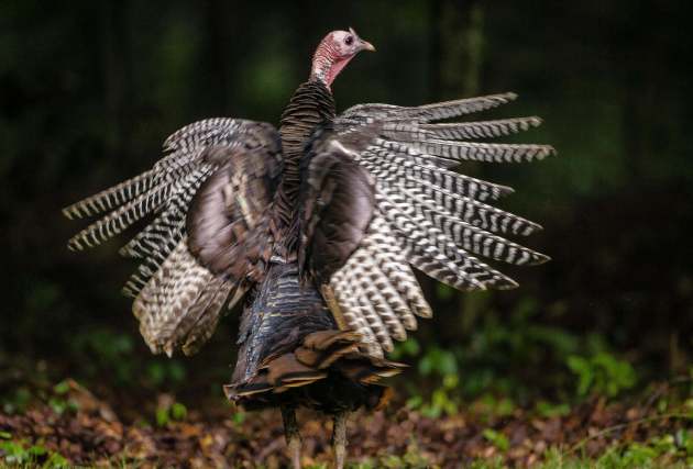 Wild turkey on the ground spreading his wings