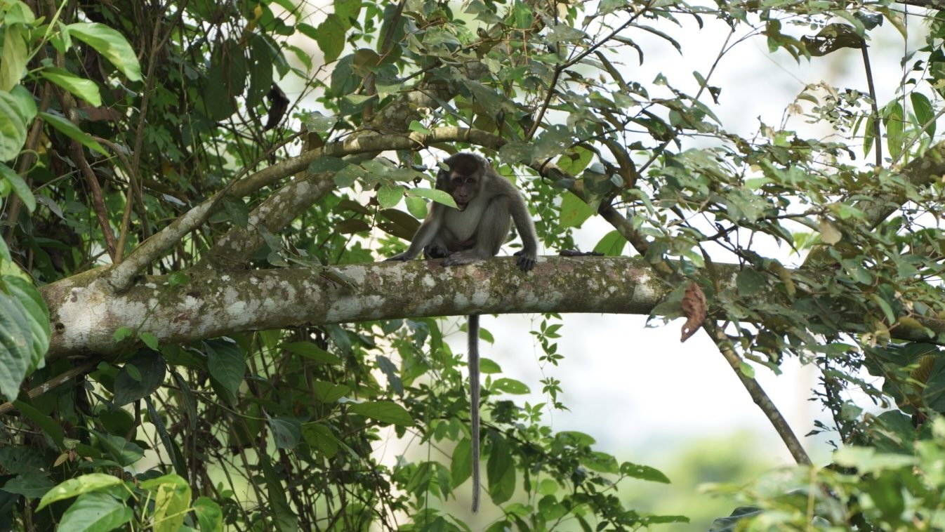 A small primate sitting in a tree limb, looking at the camera. 