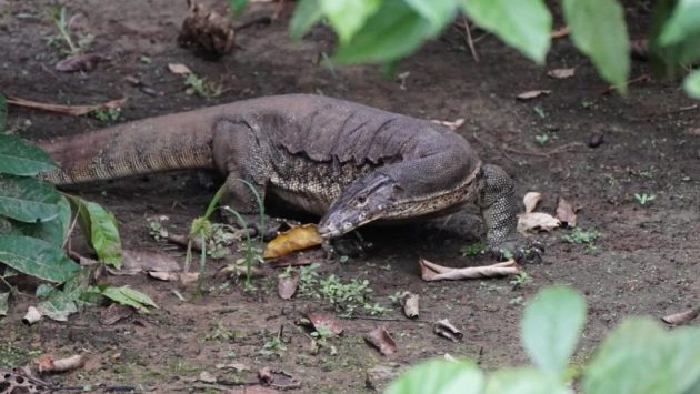 A large goanna lizard on the forest floor. 