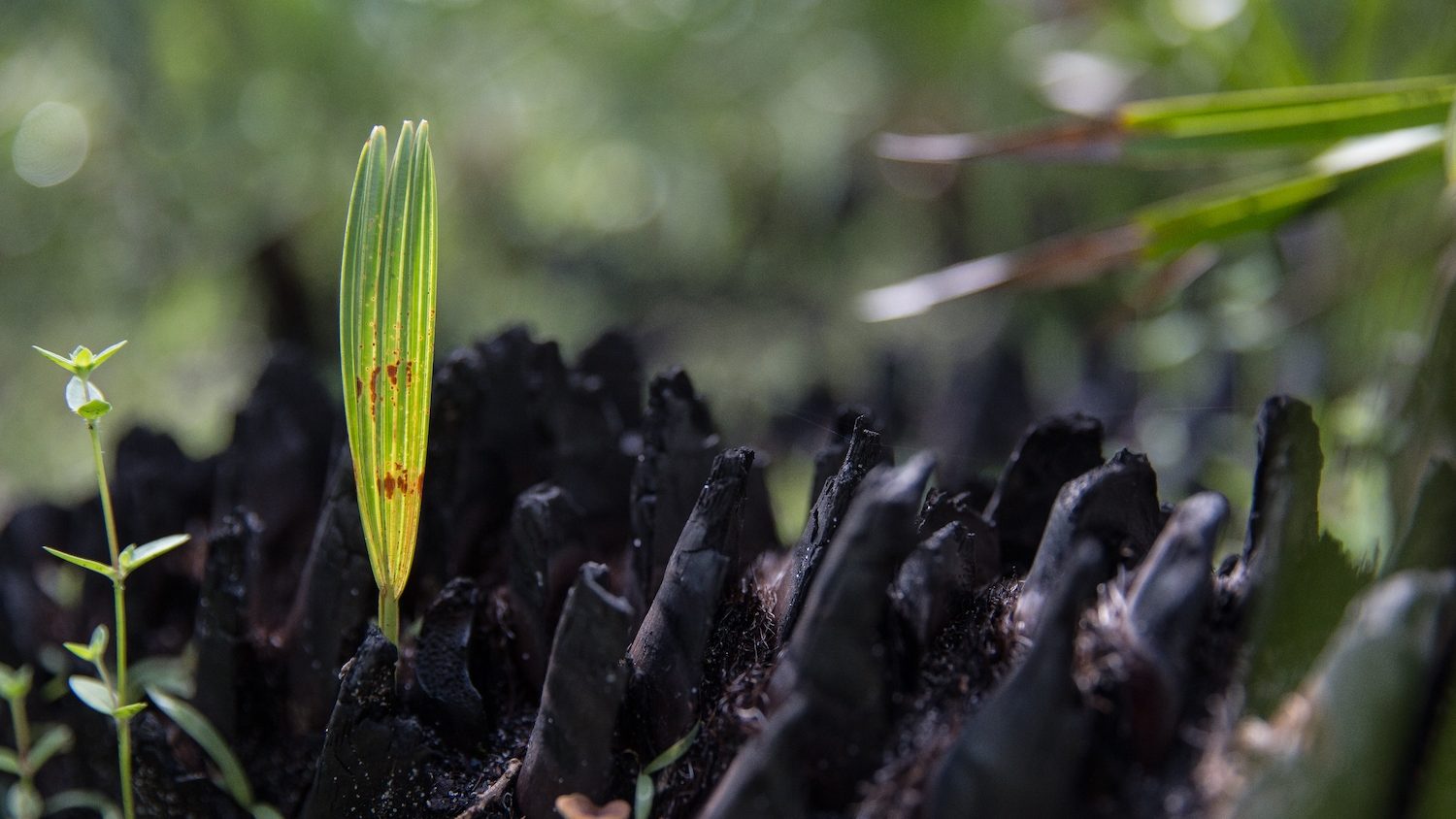 A green shoot emerged from blackened vegetation. 