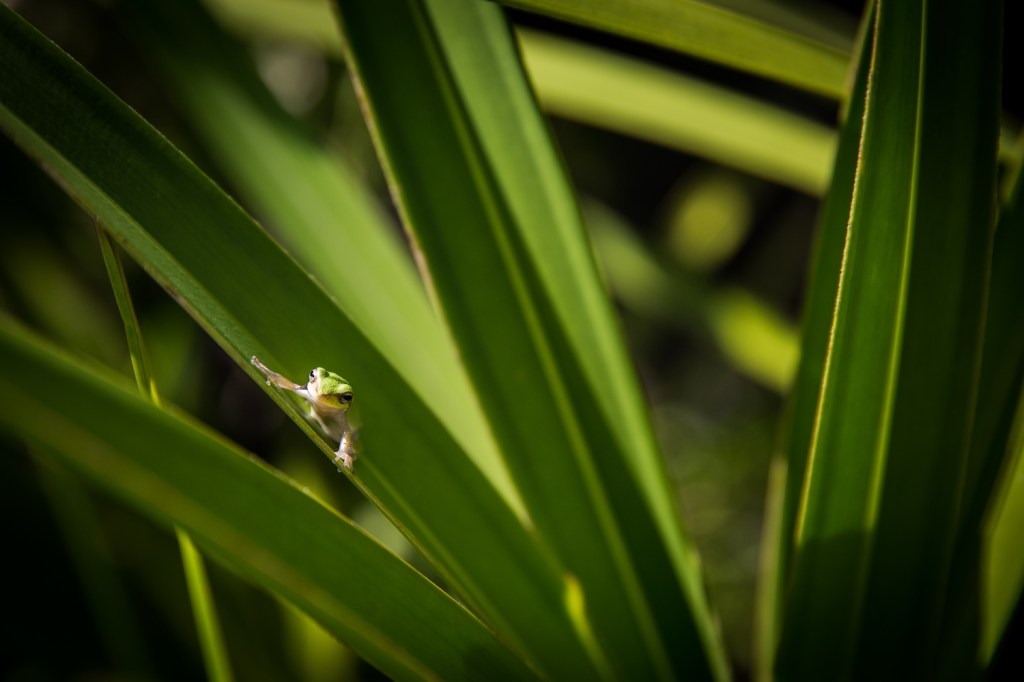 A small green frog on a palmetto leaf.