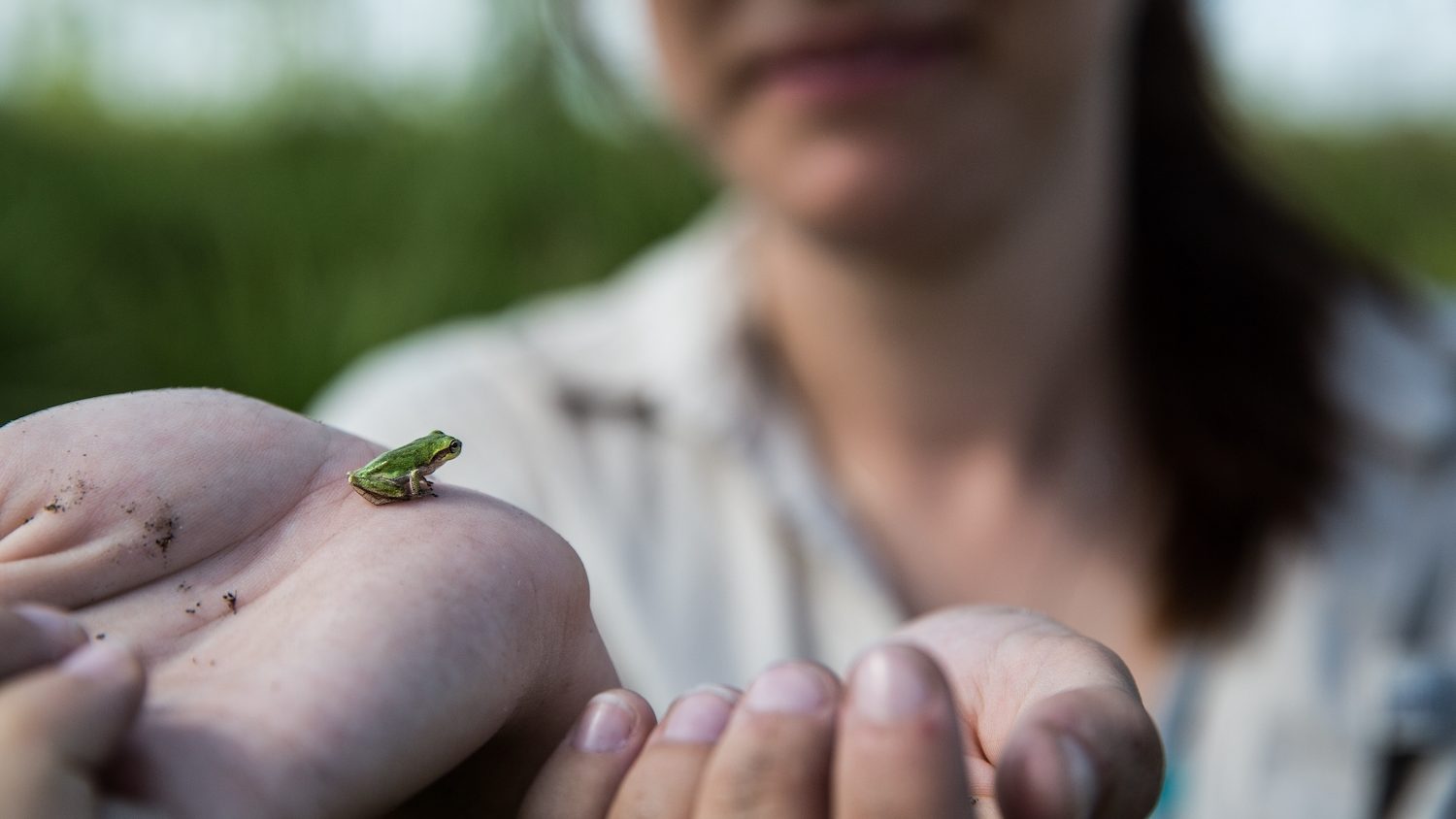 A women holding a small green frog in her hand.