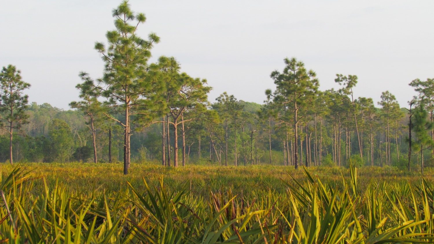 A wide view of the Florida pineland forests, with palmettos growing beneath tall pine trees. 