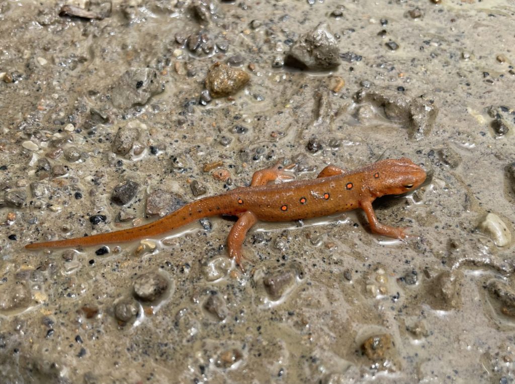 Small eastern newt in the red eft phase on a wet rock. Orangey-red with brigh orange spots with black outlines.