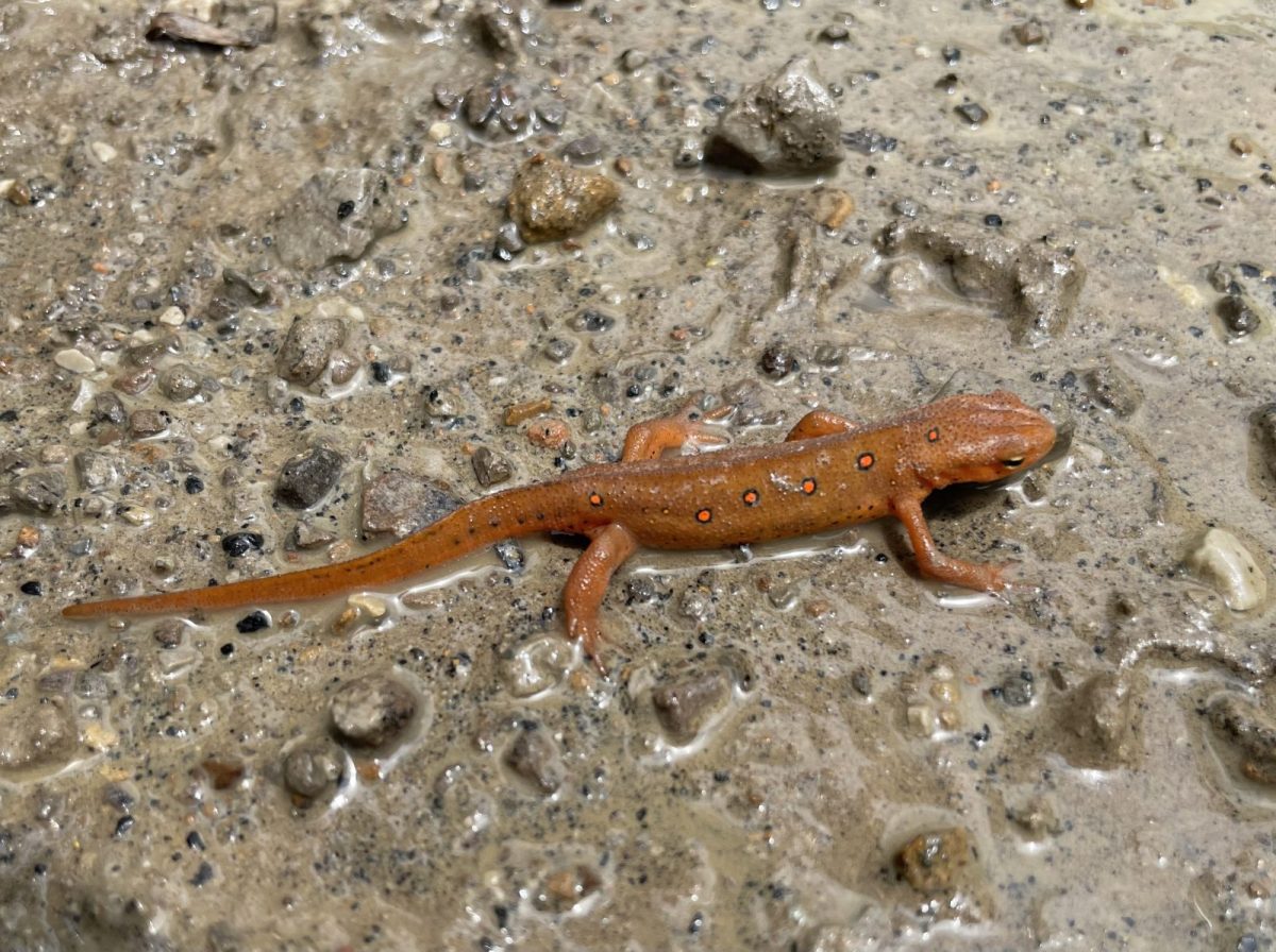 Small eastern newt in the red eft phase on a wet rock. Orangey-red with brigh orange spots with black outlines.