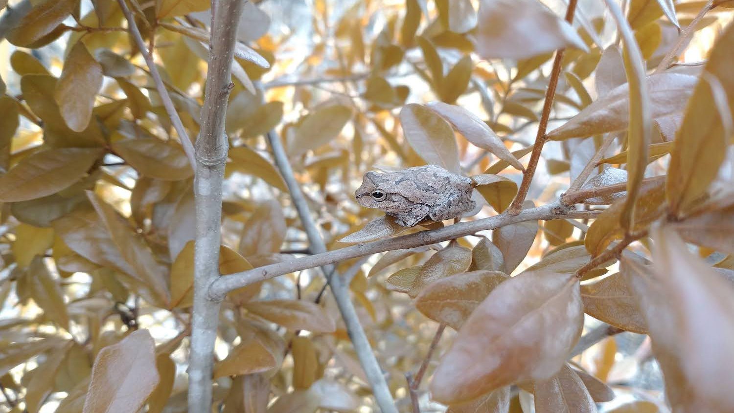 A small brown frog hiding amid the leaves.