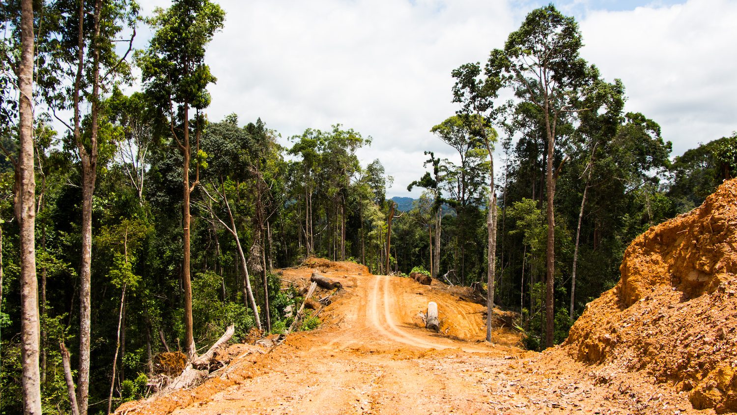 A dirt road through a logging concession. 