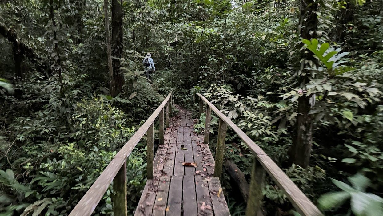 A wooden walkway in the middle of a forest. 