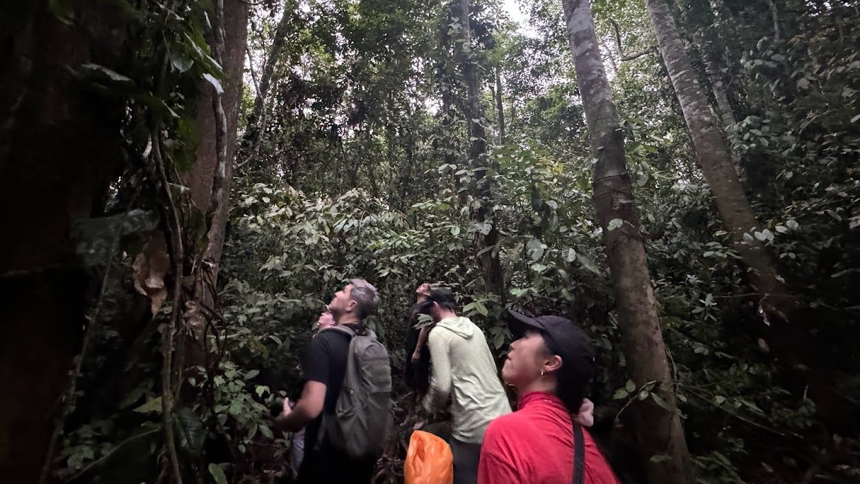 Three people in outdoor gear staring up into the tree where to orangutan is perched. 