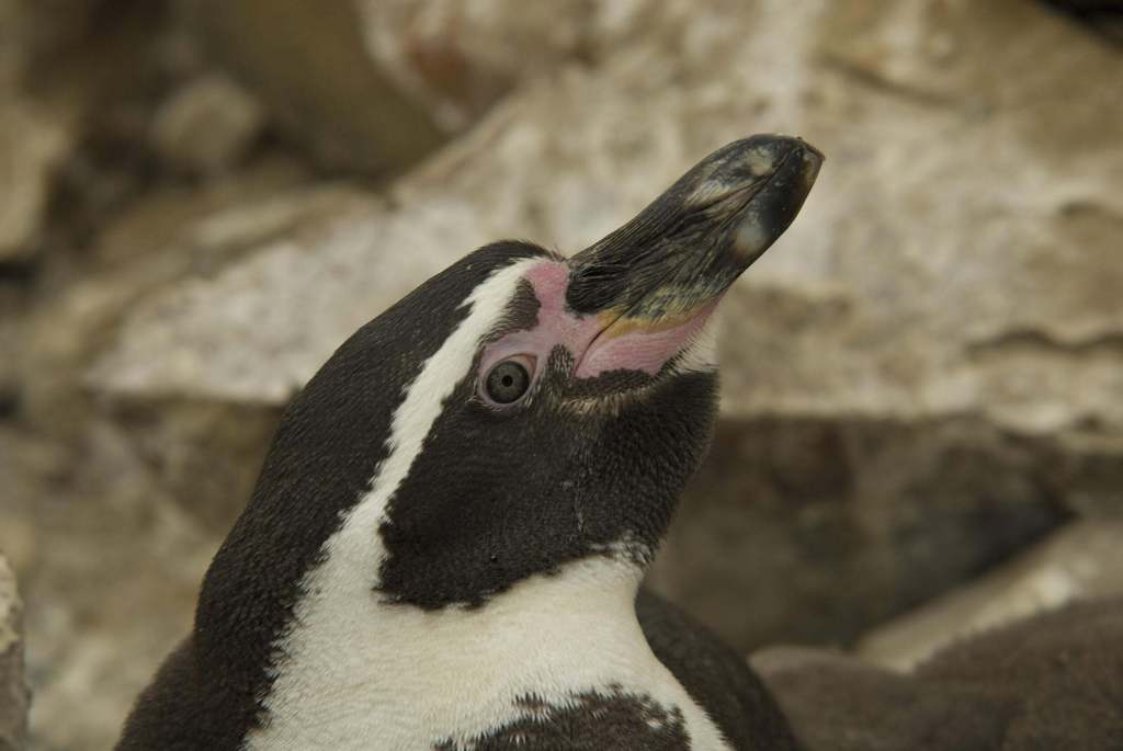 Close up view of a Humboldt penguin with pink patches on its face.