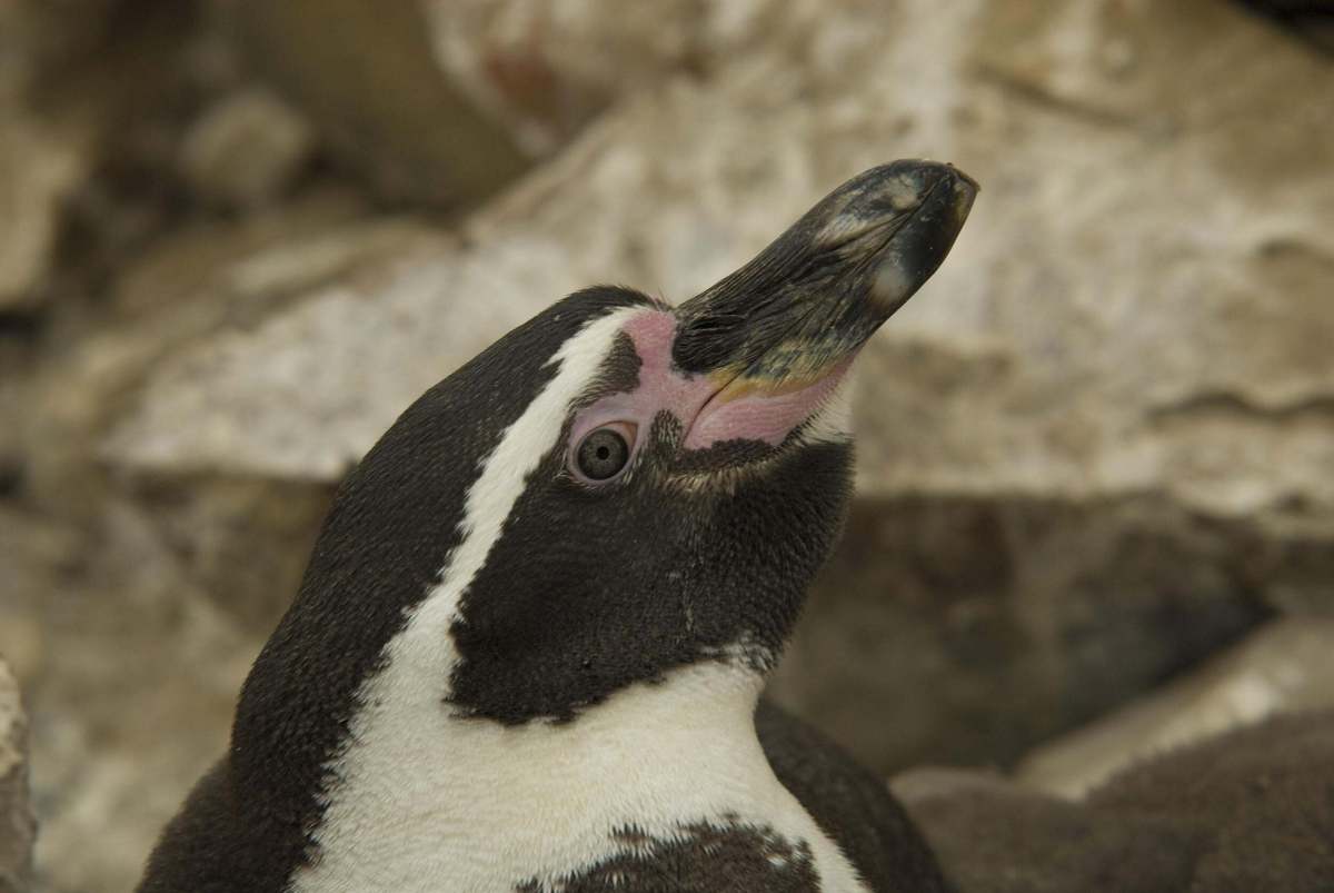 Close up view of a Humboldt penguin with pink patches on its face.
