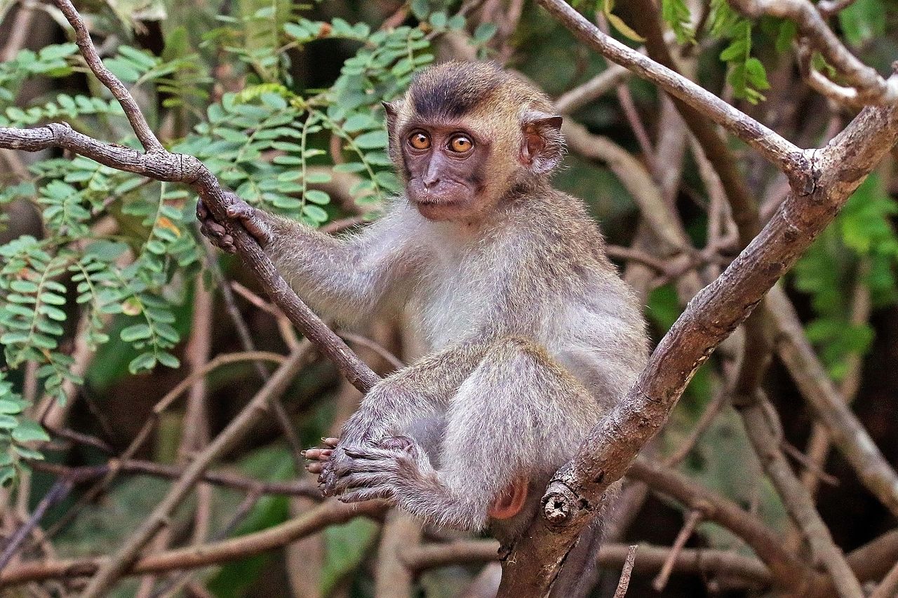 A small primate sitting in a tree looking at the camera