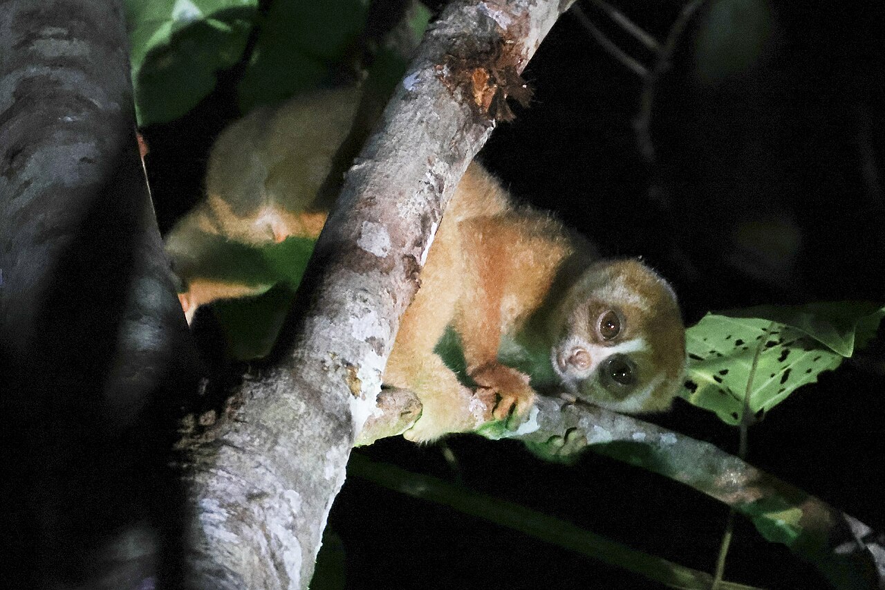 A small brown primate peering down from the trees in the dark.