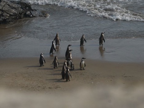 Small group of penguins standing together on the shoreline.
