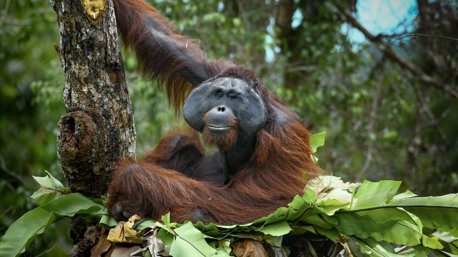 A large orangutan sitting in a nest made of tree leaves. 