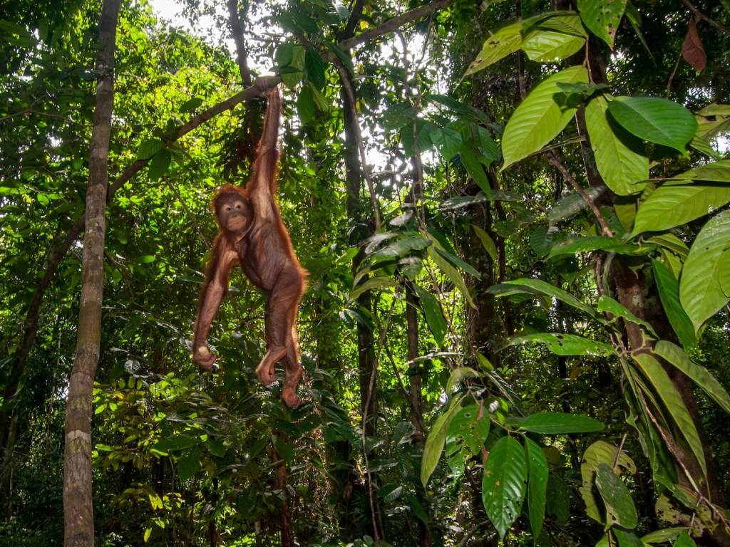 An orangutan hangs by it's arms in the forest.