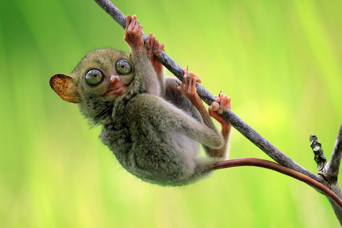 A small primate with large eyes holding onto a branch.