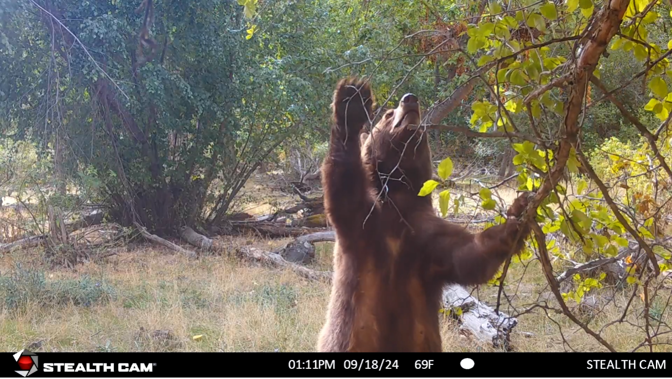 Female black bear standing on her hind feet reaching up into the branches of a tree. 