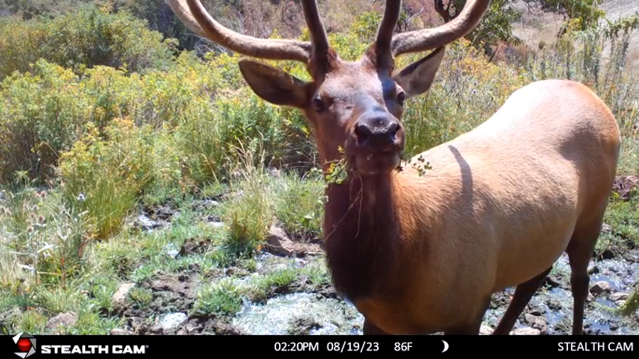 Elk with small stems and green leaves in its mouth.