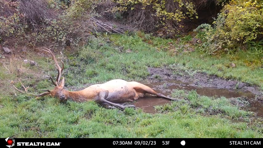 Bull elk rolling in a muddy wallow (big mud puddle)