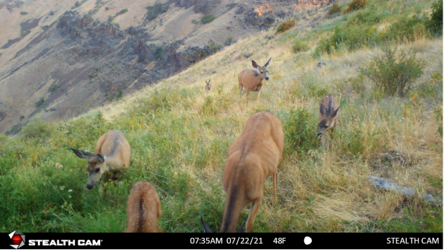 Small group of mule deer grazing on a hillside at Zumwalt Prairie.