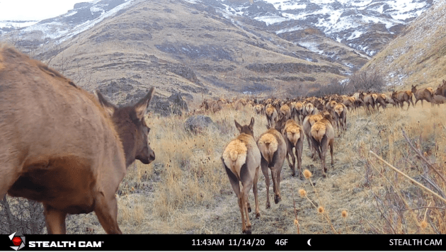 View of the tails of a large herd of elk walking downhill on a trail at Zumwalt Prairie.