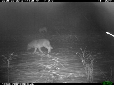 Camera trap image of two wolves take on a snowy night at Zumwalt Prairie. 