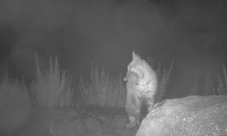 Night-time trail camera footage of a bobcat with a mountain cottontail in its mouth. 