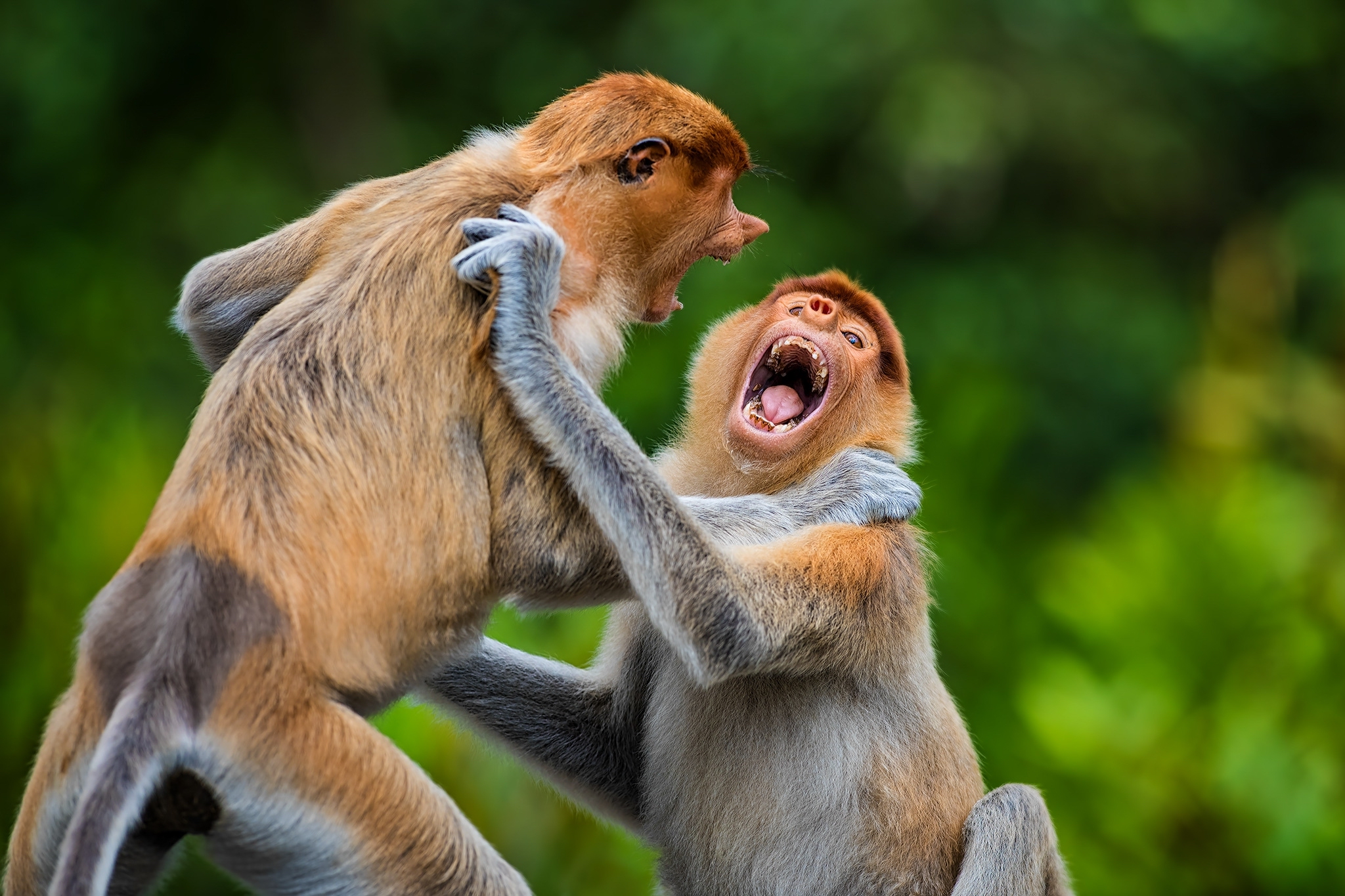 Two young monkeys fighting with bared teeth.