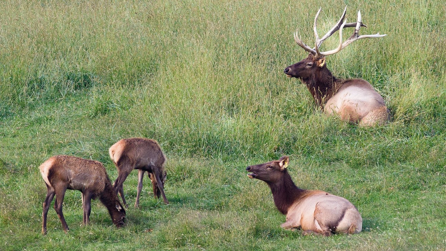 Four elk sitting ad standing on lush grass. One elk has a large rack of antlers. 