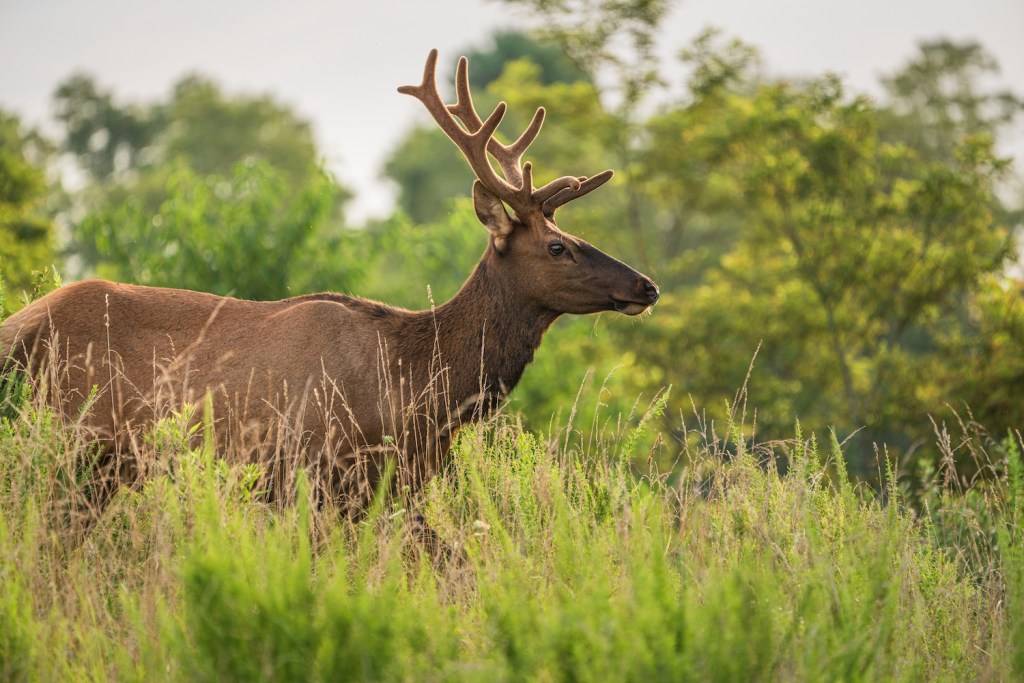 An elk walks through thick grass with trees in the background.