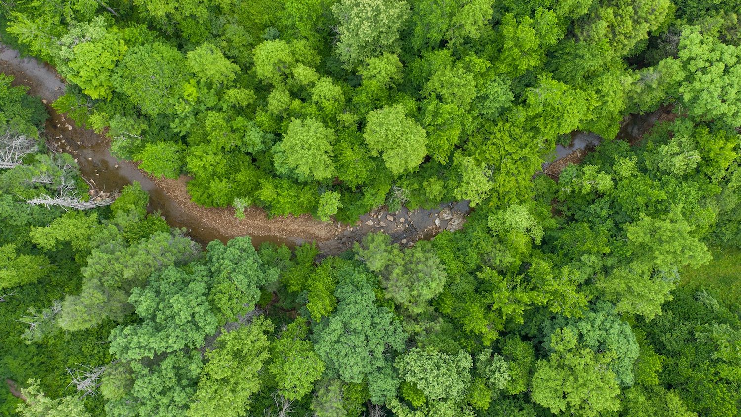 Aerial view of a forest with green trees and a small creek.