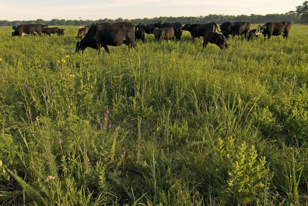 a small herd of cows grazing on a prairie / grassland