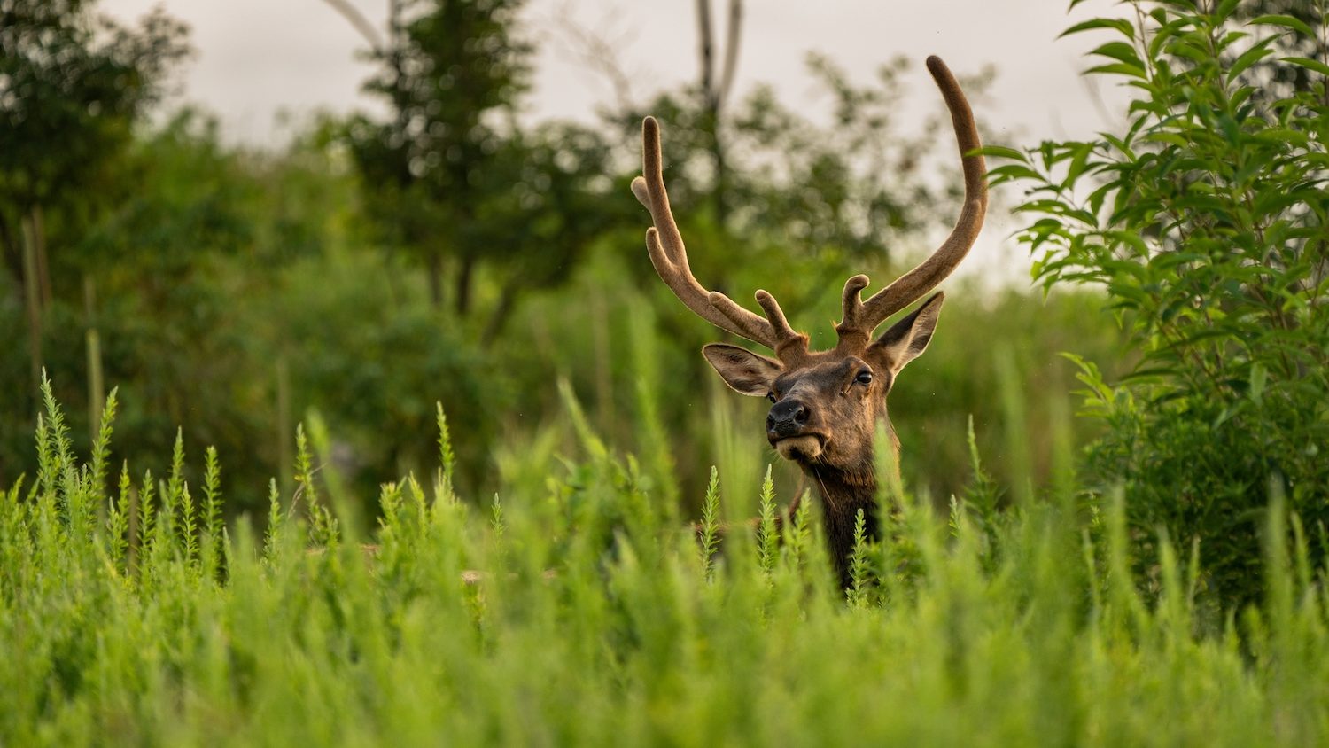 An elk with large antlers peers over high grass.