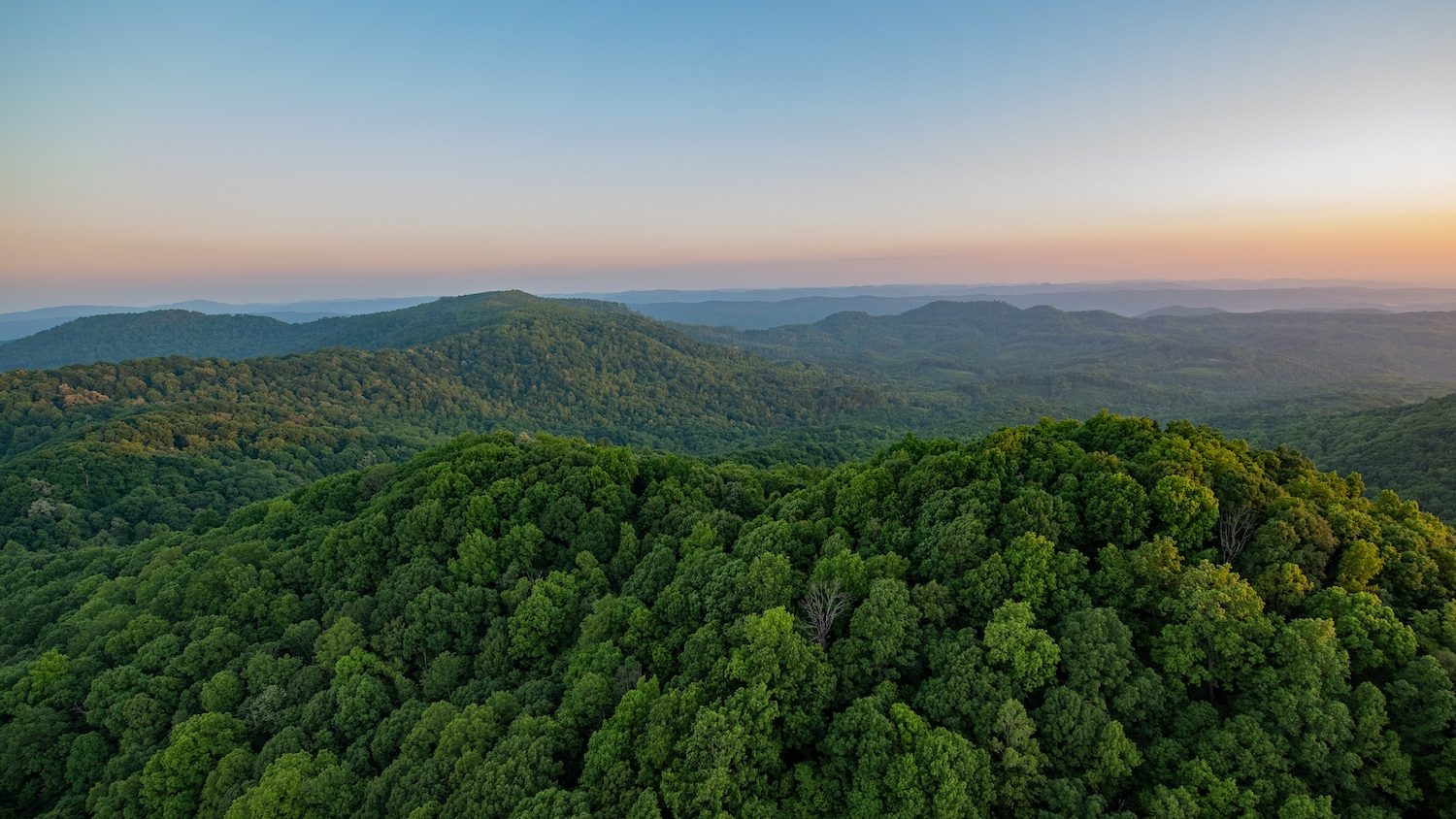 An aerial view of a green, dense forest at sunset. 