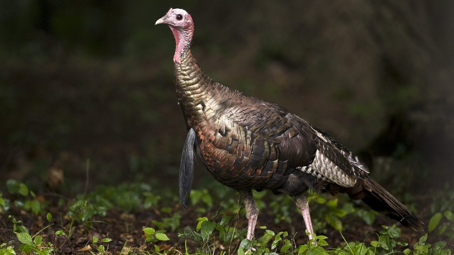 A colorful turkey walking close to the camera, with light shining off it's feathers. 