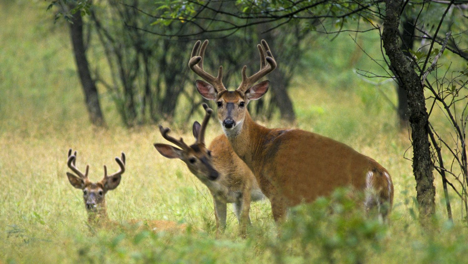 Three male deer, with antlers, looking at the camera.