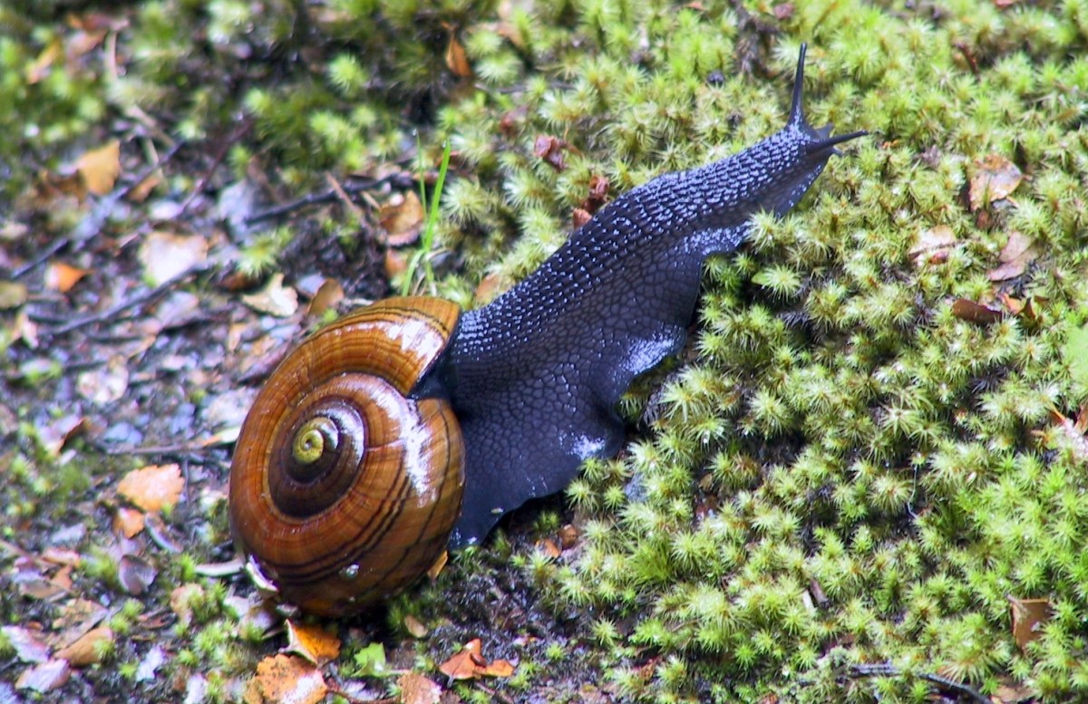 A large snail with a brown spiral shell crawling across moss on the forest floor.