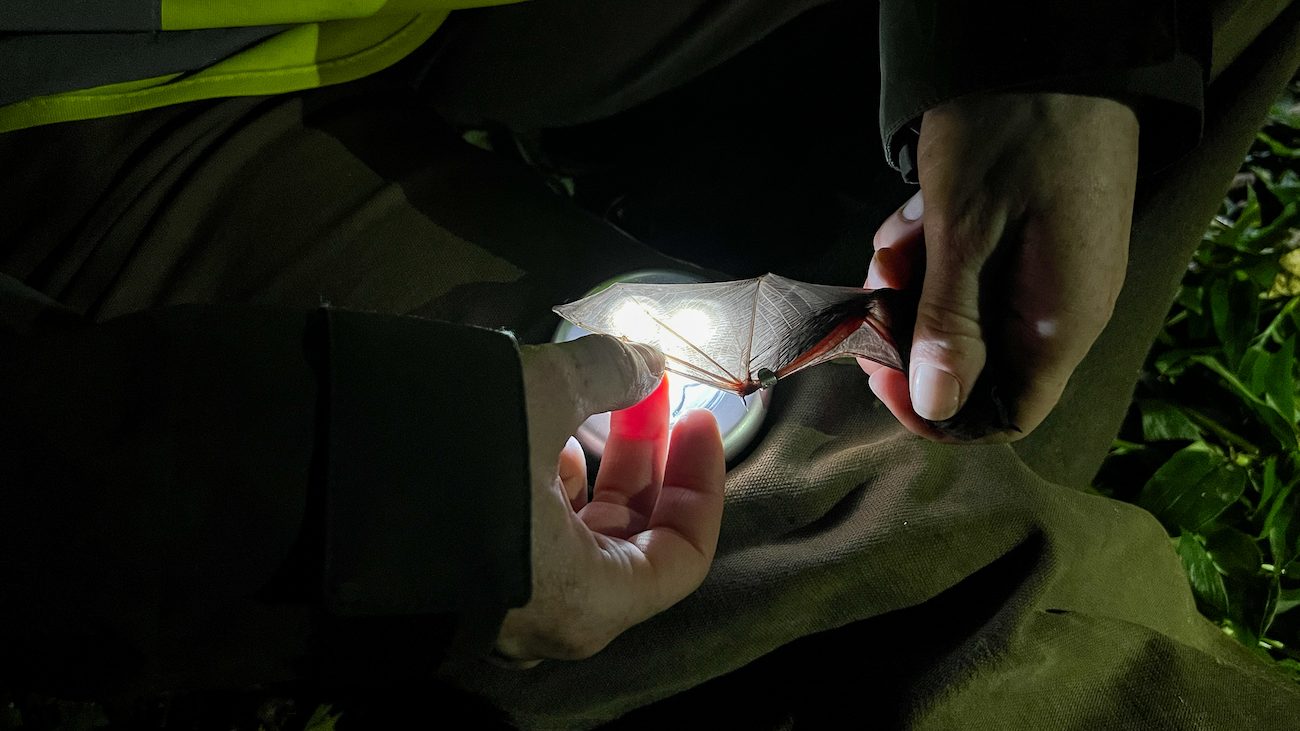 Two hands hold a bat wing outstretched over a flashlight.