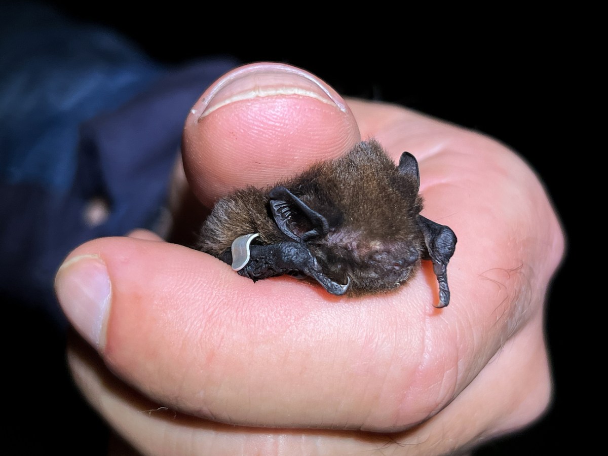A close up view of a small furry brown bat, with it's face visible, held in a closed hand.