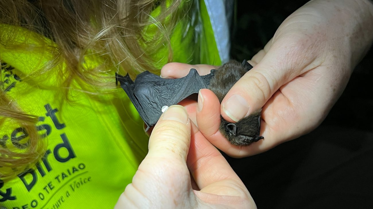A close up shot of two hands affixing a small metal bracelet to a bat's wing.