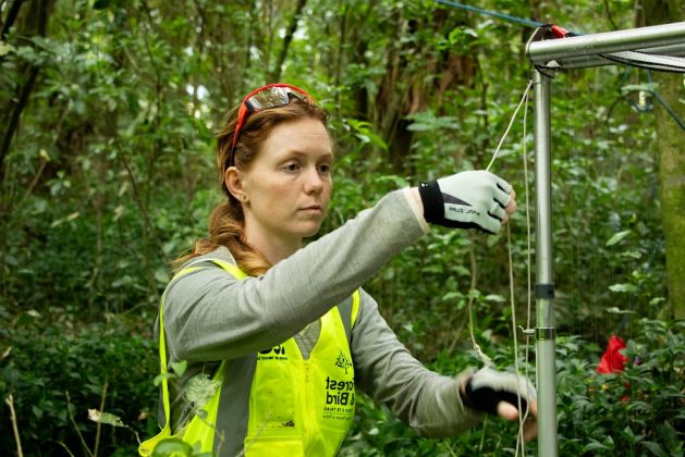 A woman in a yellow vest adjusts ropes on the harp trap. 