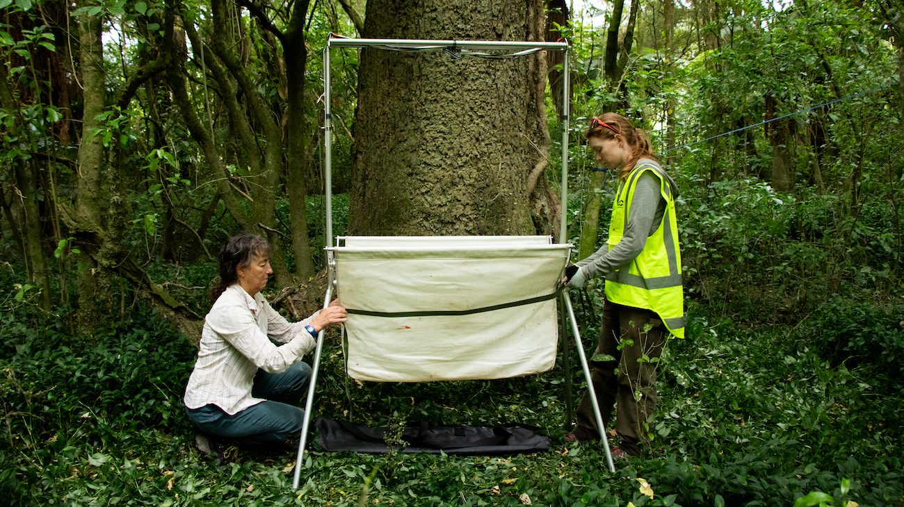 Two women standing in front of a large tree, setting up a harp trap. The trap is a metal frame with a canvas pouch at the bottom.