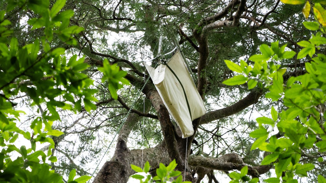 A view up into the tree tops, where a metal and canvas trap is hanging from ropes close to a tree limb.
