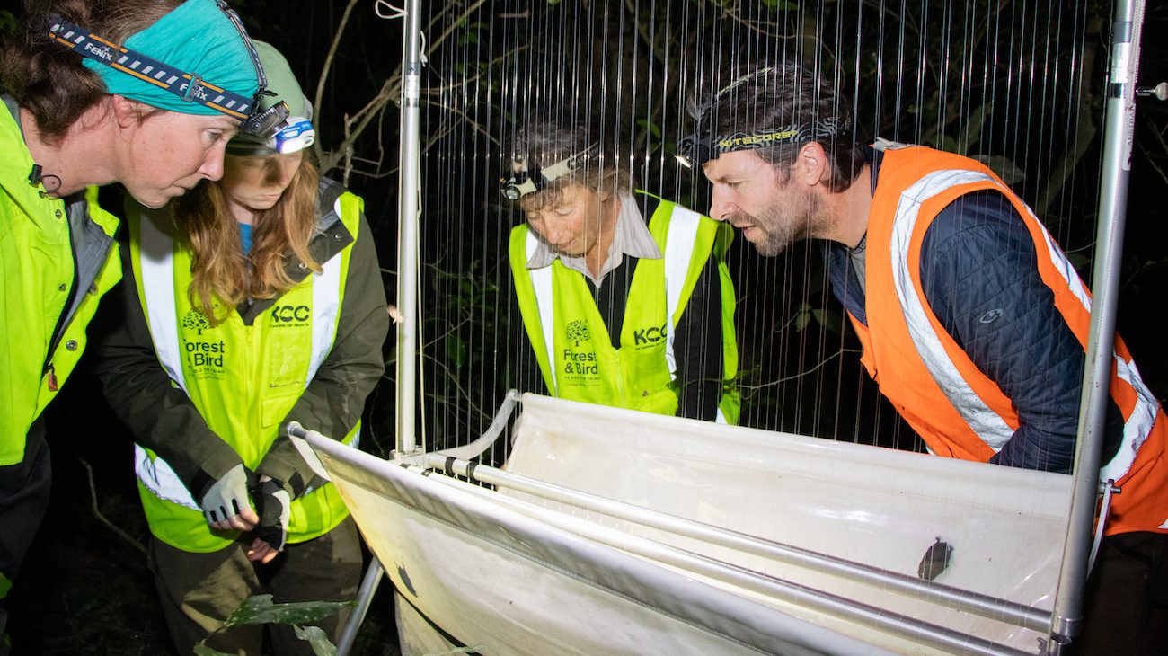 Three women and a man, all wearing high-vis safety vests, peer down into the canvas trap. Inside the trap two small bats are visible.